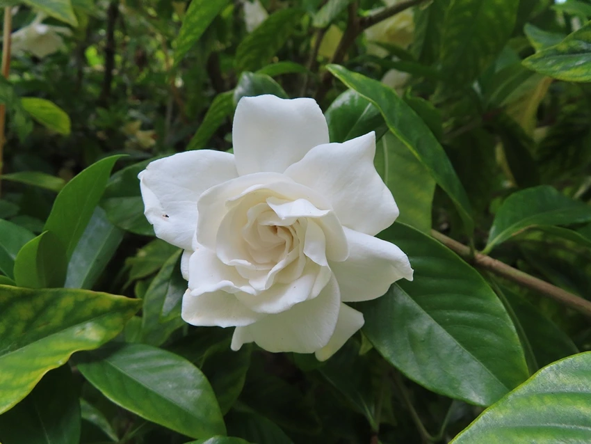 Planting and Propagation