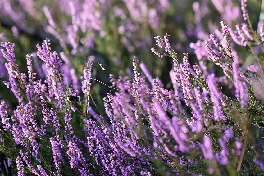 Nurturing Nature's Gem: The Enchanting World of Calluna vulgaris
