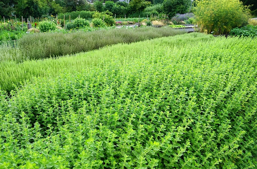 Thymus spp. (Thyme): Unveiling the Lesser-Known Facets of a Versatile Herb