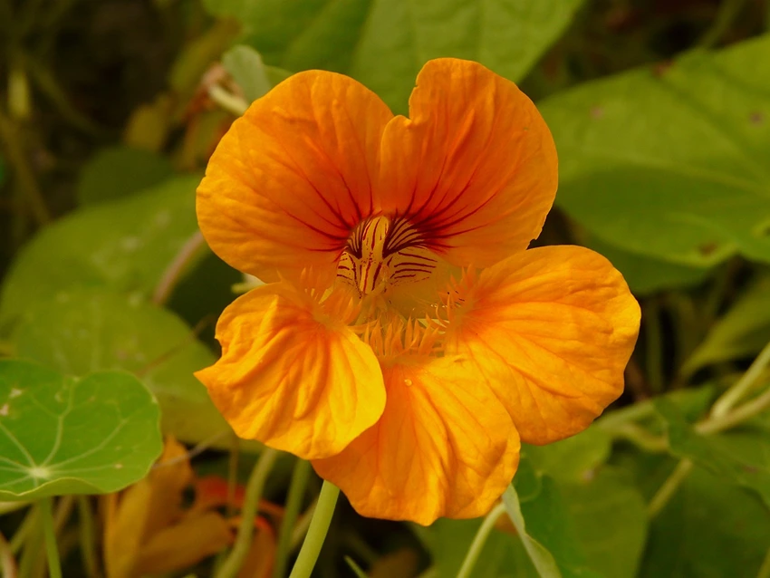 Tropaeolum spp. (Nasturtium): Unveiling the Health Benefits and Research Insights