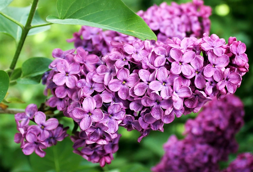 The Historical Significance and Origin of Lilacs