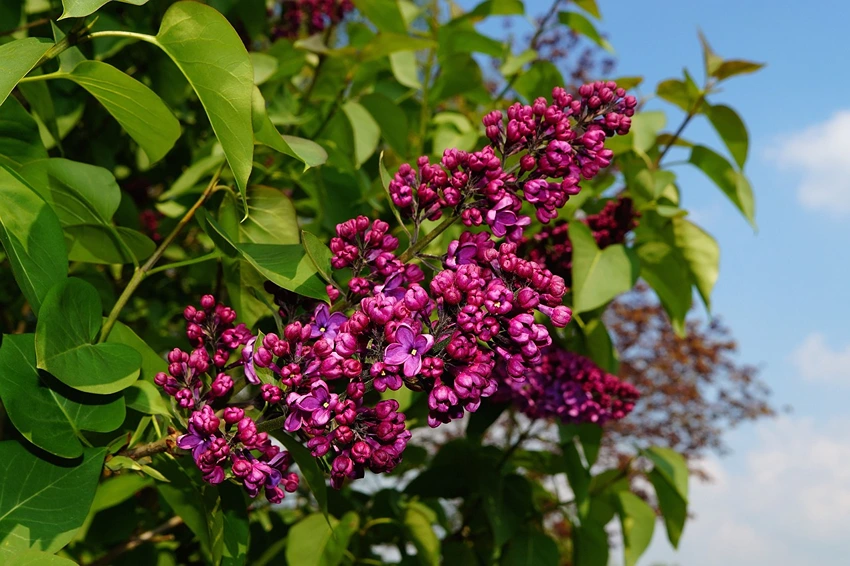 Lilac Care and Maintenance