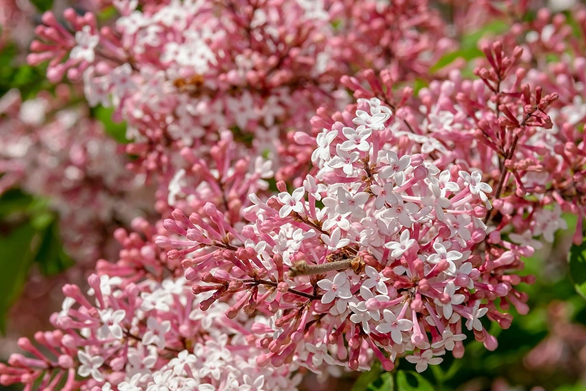 Lilacs in Landscape Design and Aesthetics