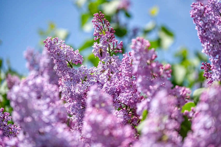 Syringa spp. (Lilac): Cultivation, Care, and Creative Uses