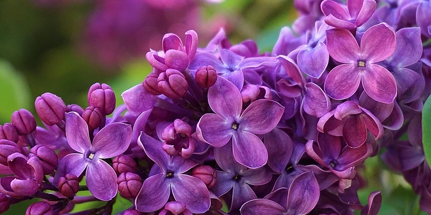 Embracing the Charm of Lilacs: A Deep Dive into Syringa spp.