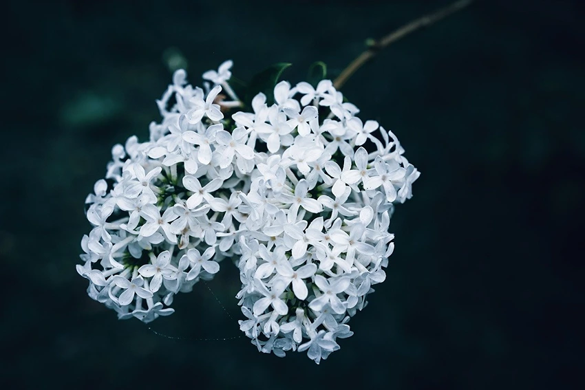 Lilacs and Biodiversity