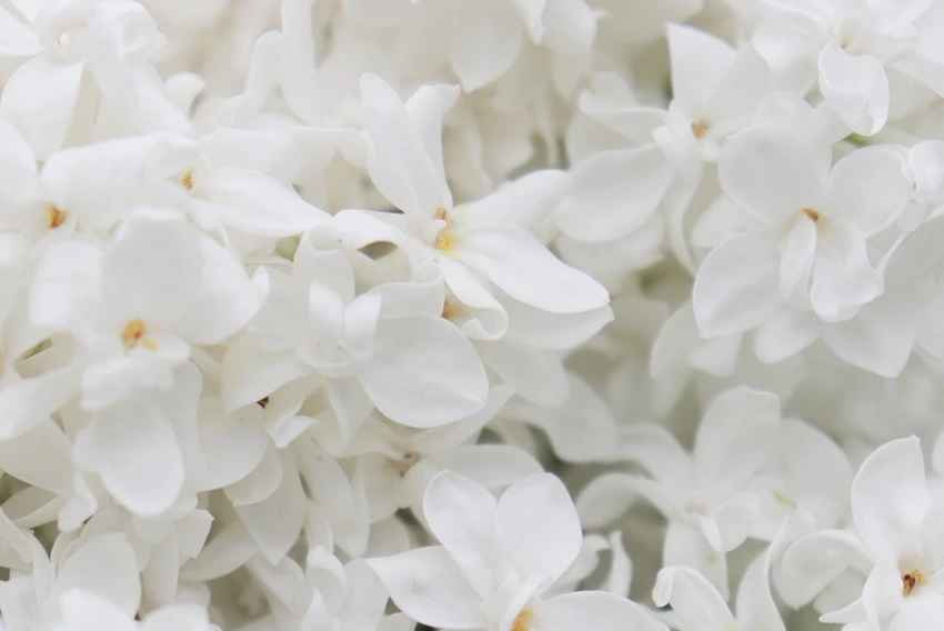 Frequently Asked Questions About Syringa spp. (Lilac)