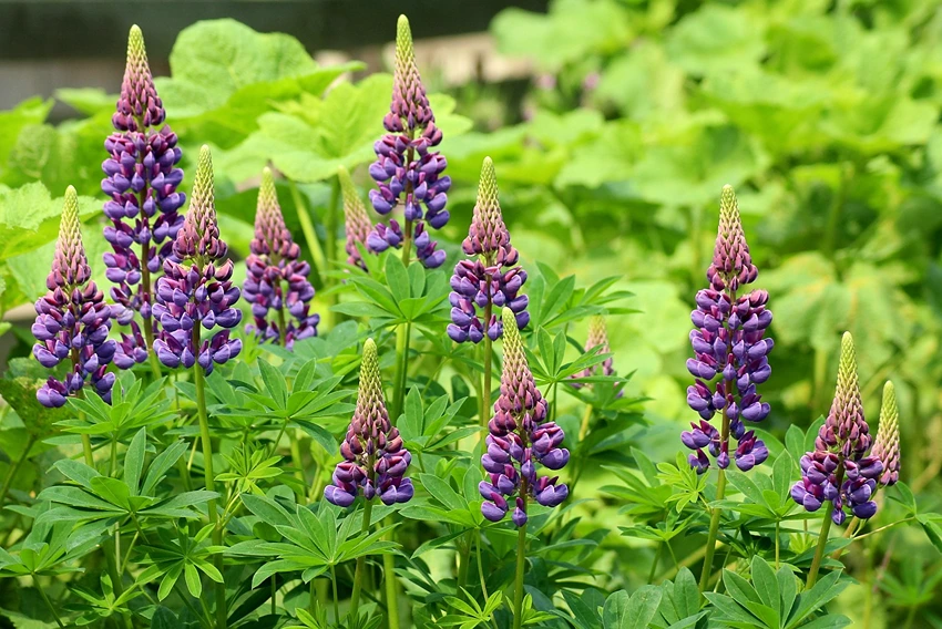 Lupine in Human Nutrition and Health