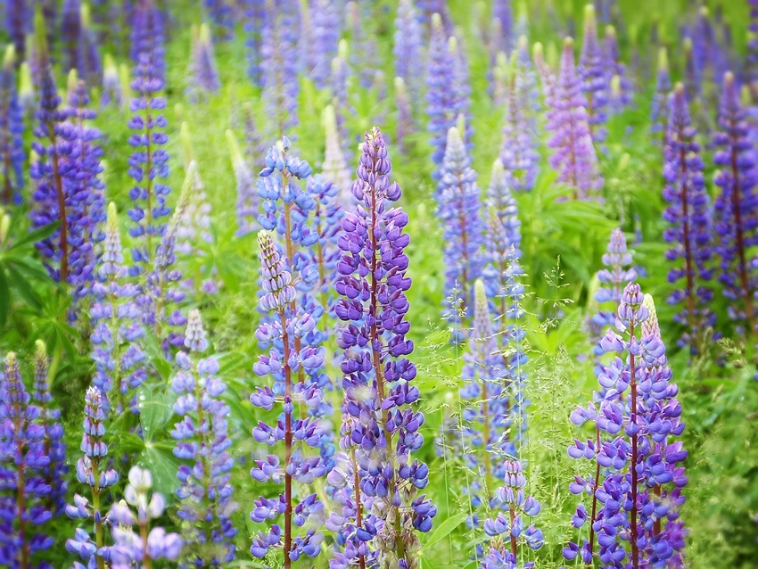 Major Species of Lupine