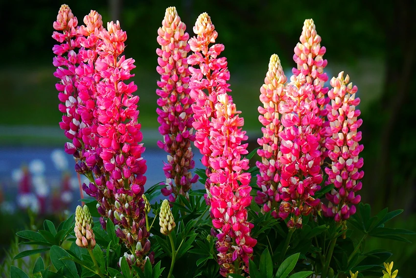 Lupinus spp. (Lupine): Beyond Beauty - Environmental and Nutritional Powerhouses