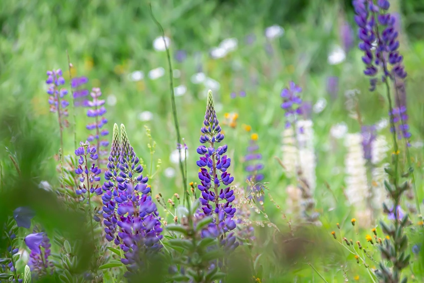 Introduction to Lupinus spp. (Lupine)