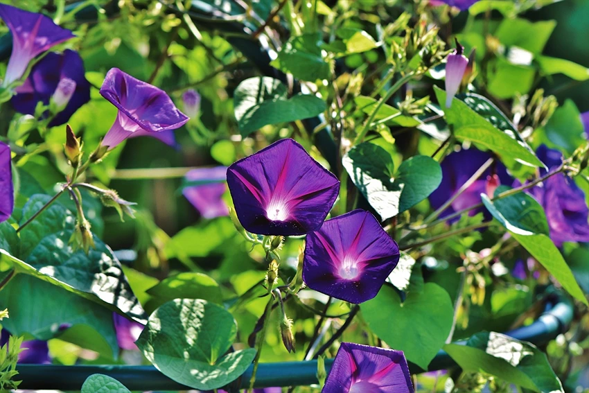 Overview of Ipomoea spp. (Morning Glory)