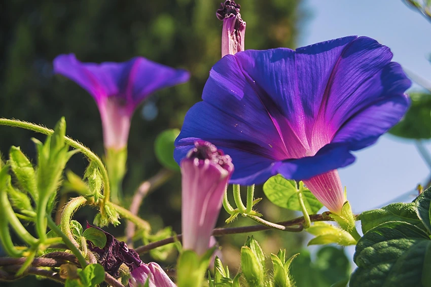 FAQs About Morning Glory