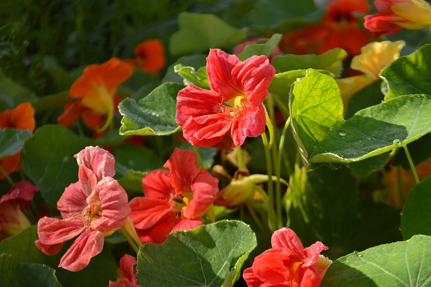 Medicinal Properties and Applications