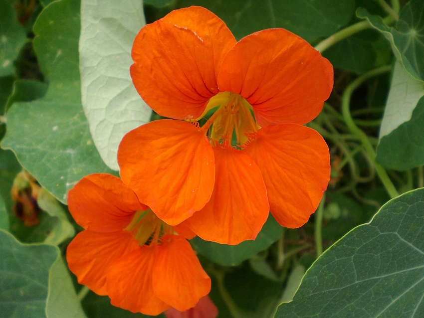 Growing Conditions and Cultivation Tips