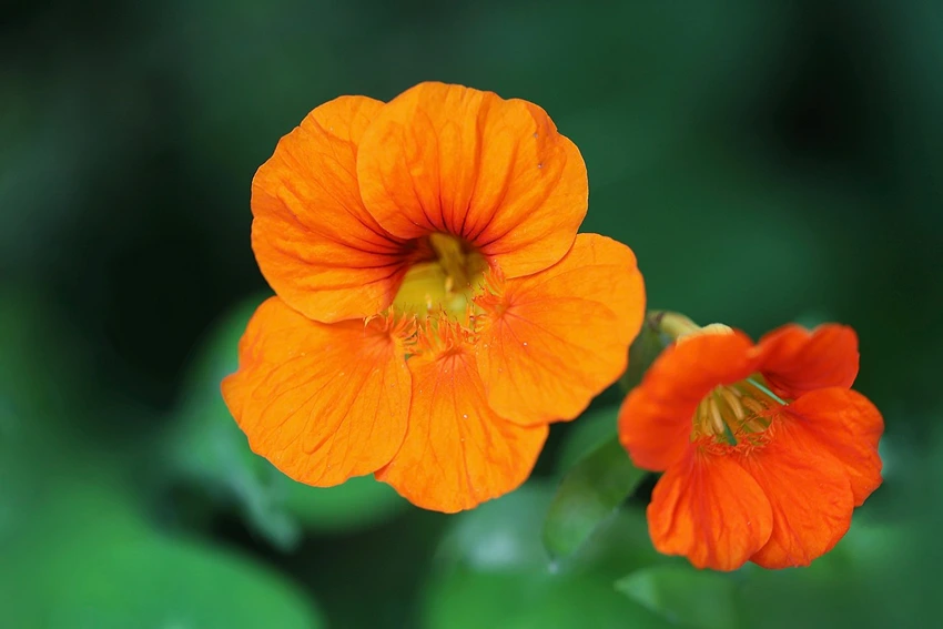 Botanical Classification and Characteristics