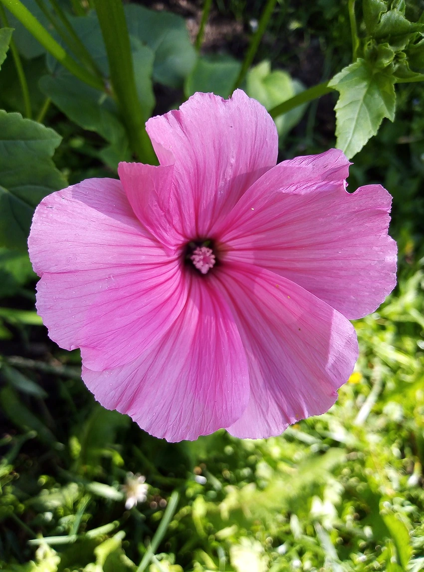 Propagation Techniques for Lavatera
