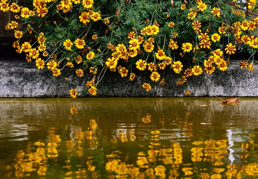 Understanding Coreopsis spp.