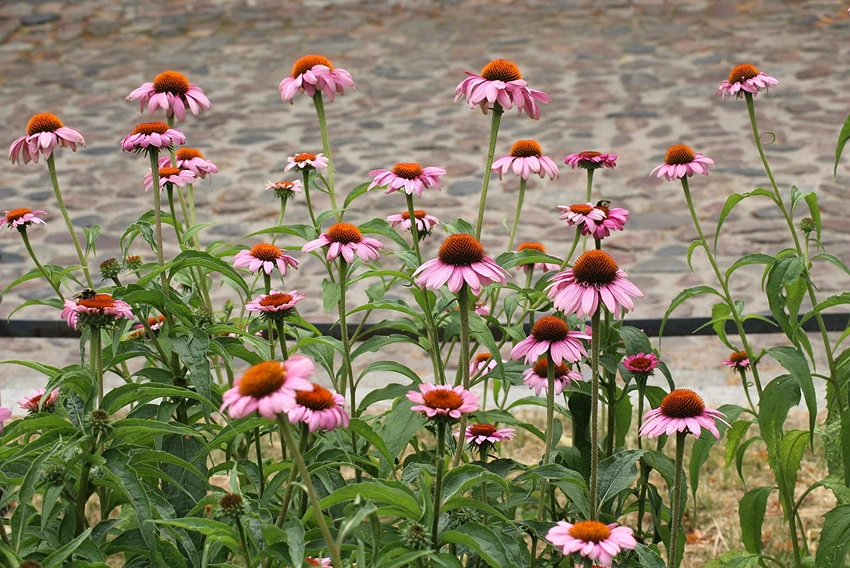 Echinacea's Immunomodulatory Effects