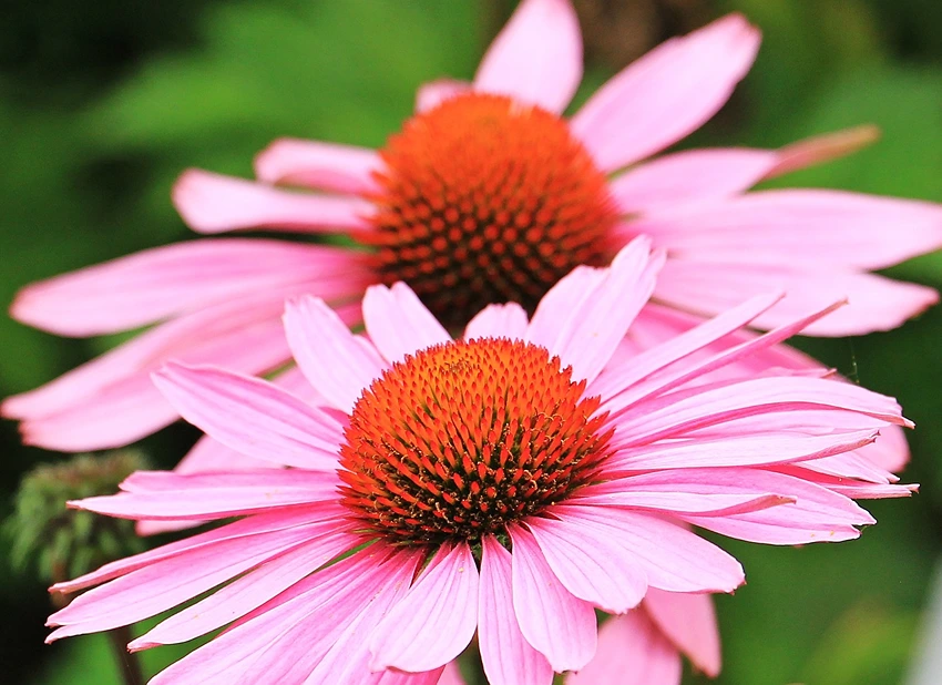 Introduction to Echinacea spp.