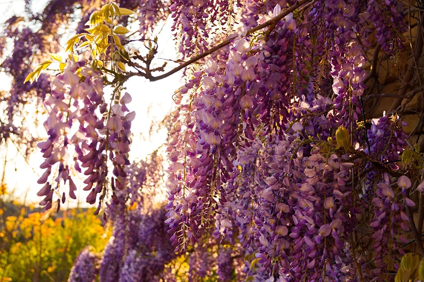 Companion Planting