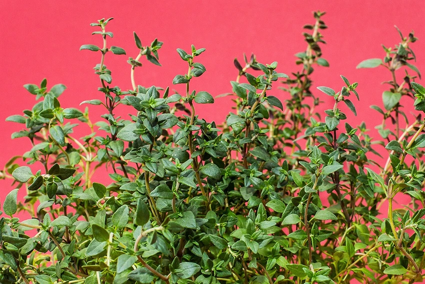 Thyme in Aromatherapy and Cosmetics