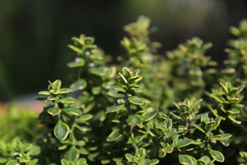 Environmental Impact and Sustainability