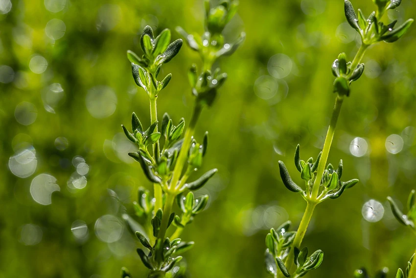 Overview of Thymus spp. (Thyme)