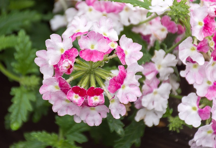 Medicinal and Therapeutic Properties