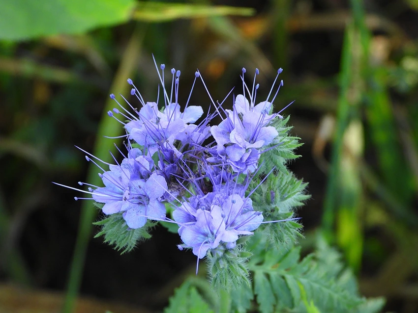 Varieties and Species of Verbena