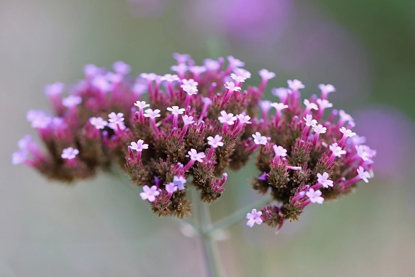 Overview of Verbena spp.