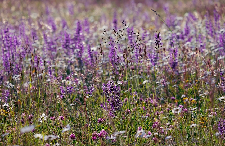Overview of Salvia spp. (Sage)