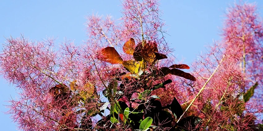 How to Grow Smoke Bush