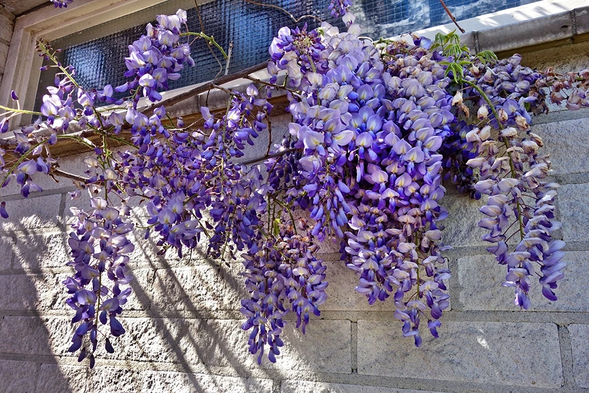 The Allure of Wisteria spp.: Unraveling the Mystique of Fabaceae's Climbing Gem