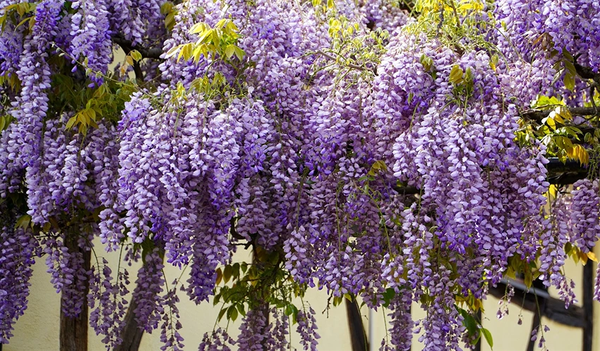 Maintenance and Pruning Techniques