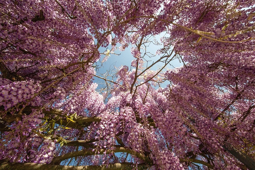 Wisteria in Culture and Symbolism