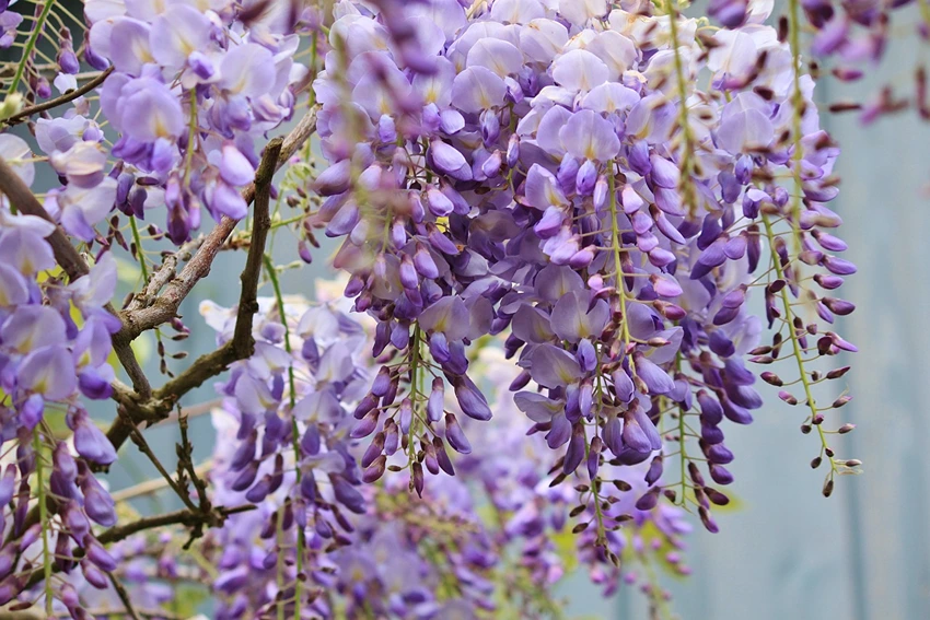 Overview of Wisteria spp.