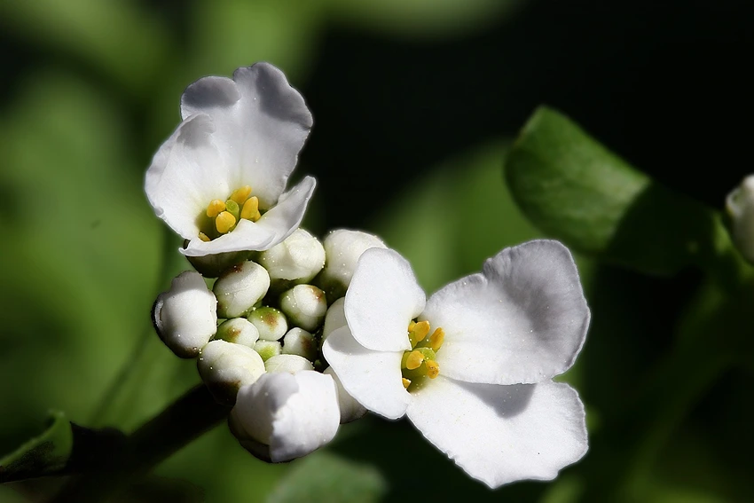 Botanical Description: Unraveling the Beauty of Sweet Alyssum
