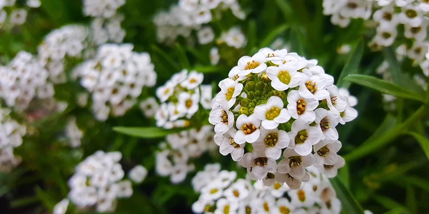 Embracing the Charm of Lobularia maritima: A Journey into the World of Sweet Alyssum