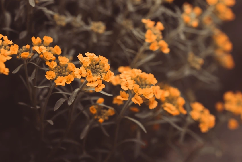 Lobularia maritima in the Garden: Aesthetic and Ecological Benefits