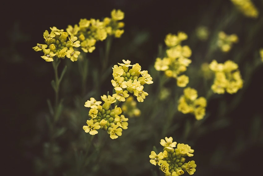 Discovering the Diversity and Resilience of Lobularia maritima: Sweet Alyssum's Many Faces