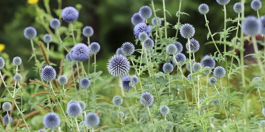 Echinops spp. (Globe Thistle): A Gardener's Guide to the Spiky Marvel