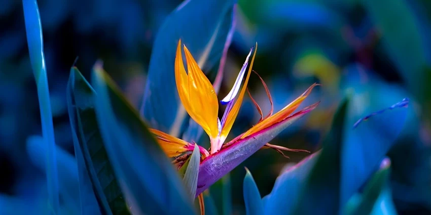 Strelitzia Reginae: The Vibrant Bird of Paradise