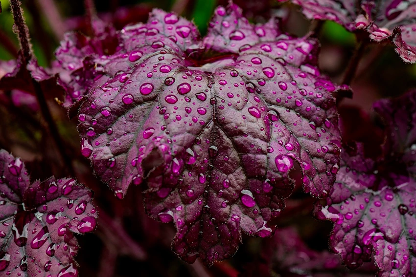 Overview of Heuchera spp. (Coral Bells)