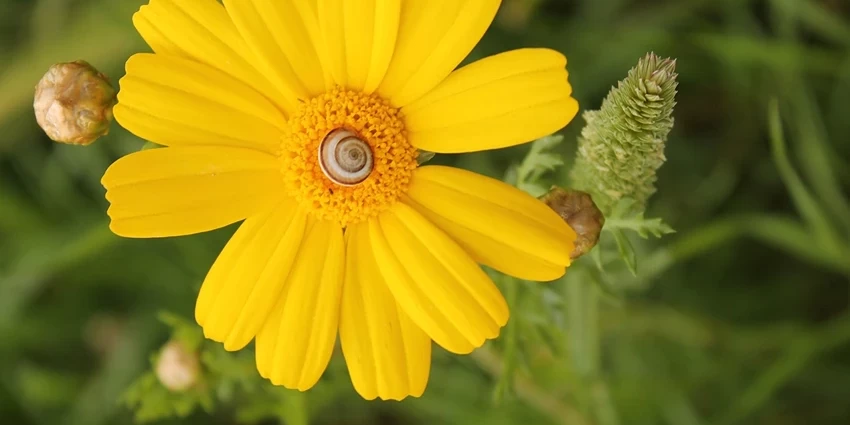 How to Grow Corn Marigold: A Gardener's Guide