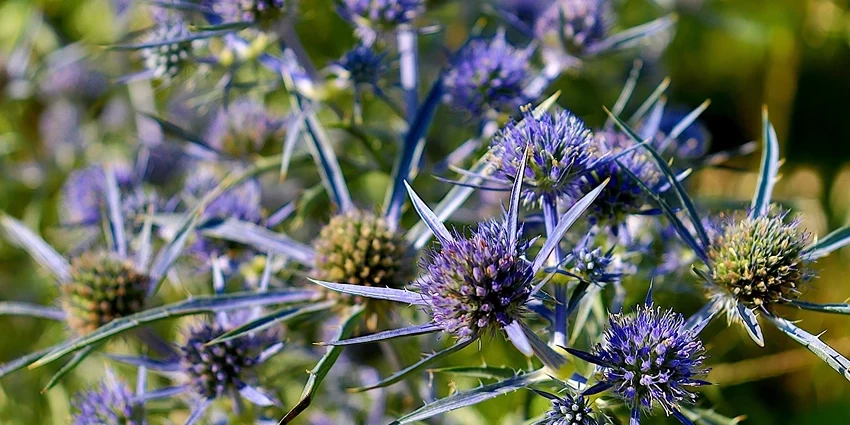 Eryngium spp. (Sea Holly): A Millennial's Guide to This Unique Plant