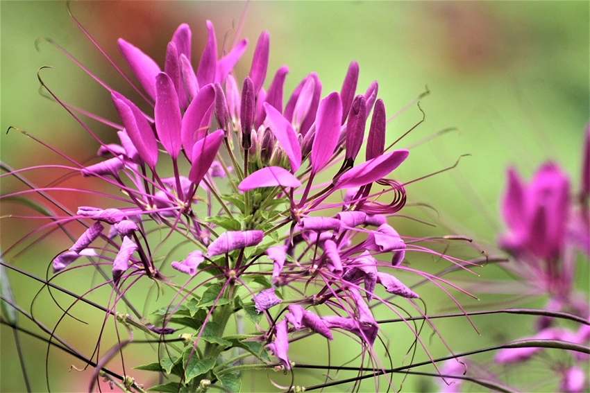 Pruning and Maintenance