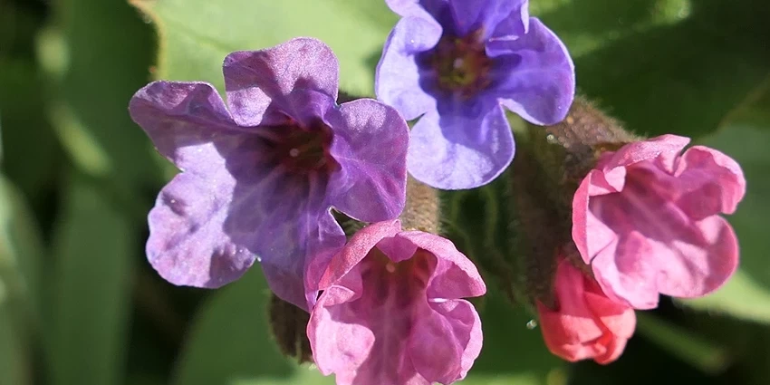 Pulmonaria spp. (Lungwort): A Gardener's Guide to the Shade-Loving Perennial