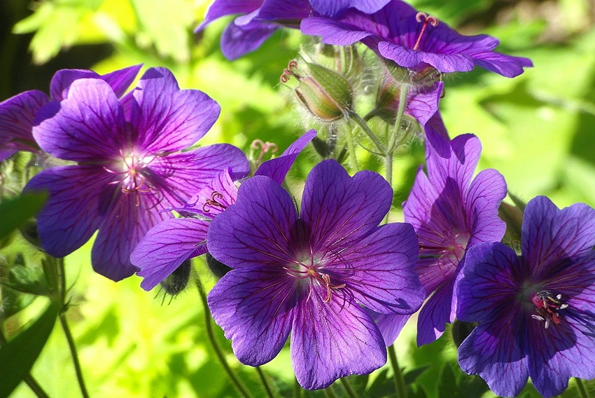 Geranium Care Table: Advanced Tips