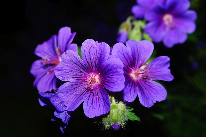 Troubleshooting Common Geranium Issues